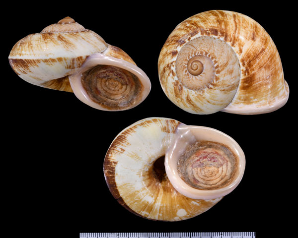 ダイオウヤマタニシ Cyclophorus dodrans small