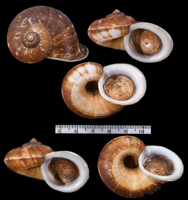 ヒロクチシナヤマタニシ 未詳 Cyclophorus sp. small