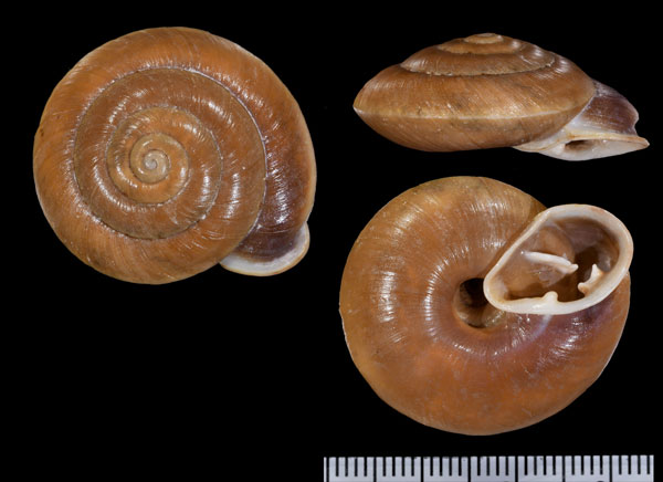 タラポトオニグチマイマイ (仮称) Labyrinthus tarapotensis small