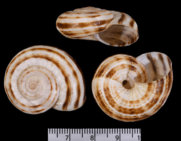 ヘイチョウマイマイ (仮称) Bradybaena strictotaenia small