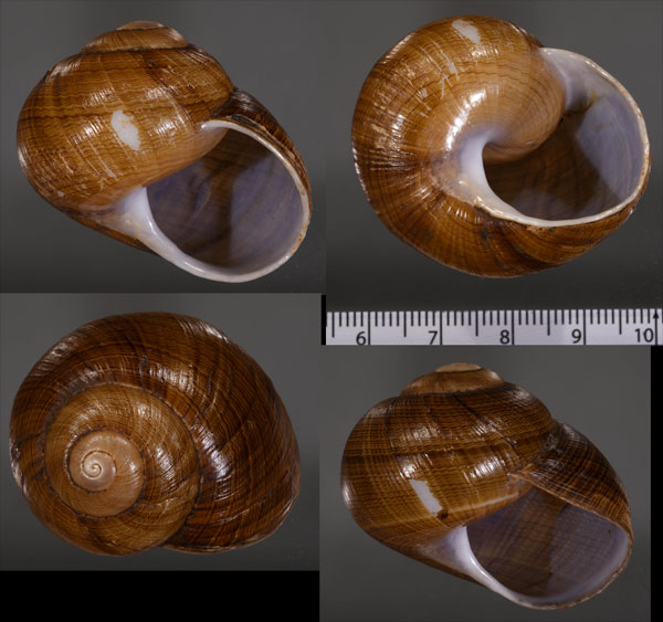 ヌノメシワクチマイマイ Polydontes undulata small