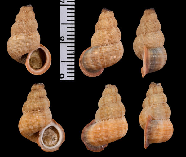 クチベニニセクチヒレ Parachondria augustae rufilabris small
