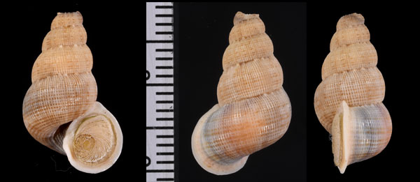 オーグストニセクチヒレ Parachondria augustae augustae small