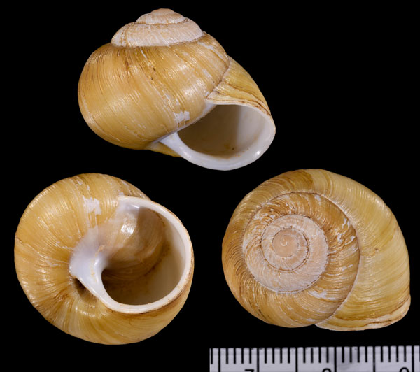 エバーアードオウドマイマイ (仮称) Sinumelon pedasum small