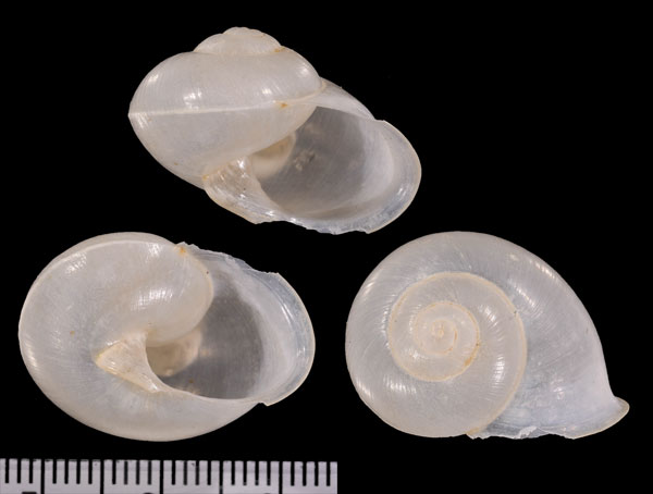 ゴマフカザグルママイマイ Crystallopsis hunteri small