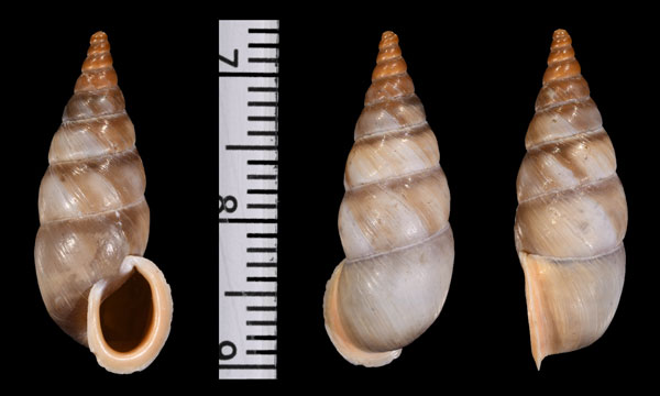アカチャキセルモドキ (仮称) Pseudonapaeus xerampelinus small