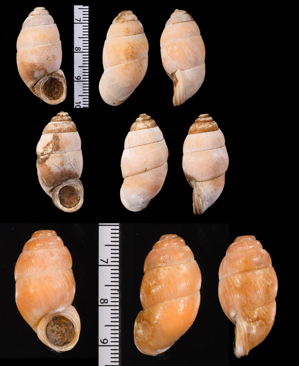 ミランダドウケアズキ Farcimen ungula mirandum small