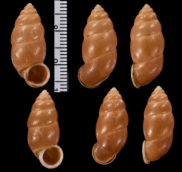 メッサジェリヒメオオサナギ (仮称) Schistoloma messageri small