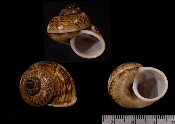 ジョウディヤマタニシ (仮称) Cyclophorus jourdyi small