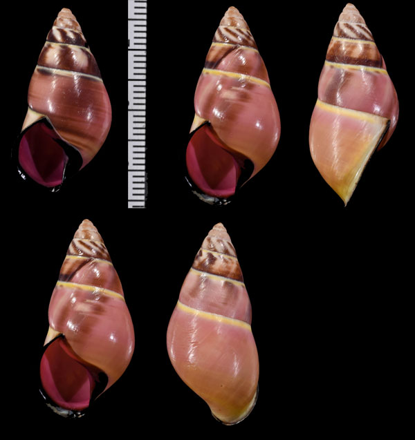 ドンチャニマレーマイマイ (仮称) Amphidromus donchani small