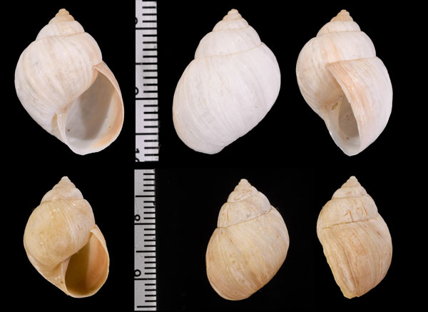 シロスジシモブクレマイマイ (仮称) Bostryx apodemetus small