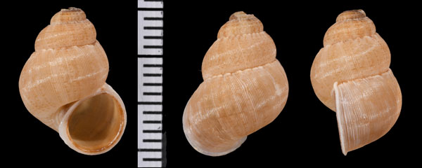 ブロニクチヒレ （仮称） Colobostylus bronnii small