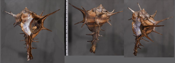 オニツブリボラ Bolinus cornutus small