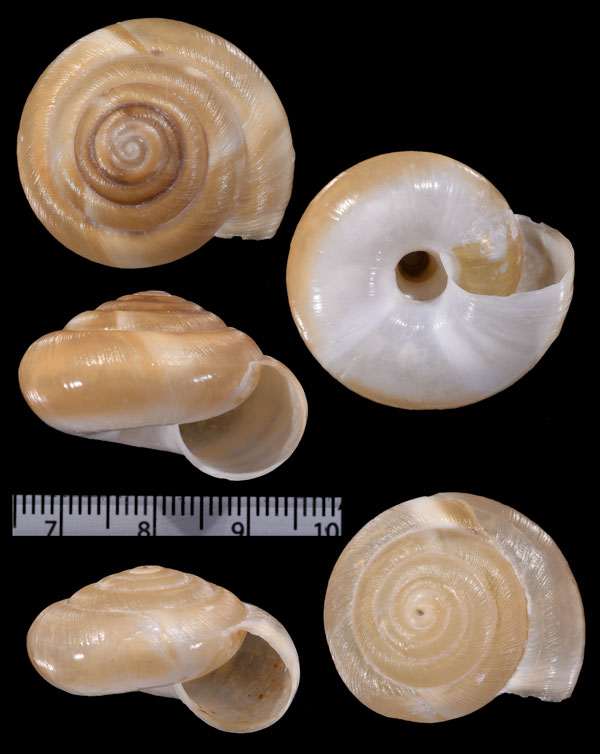 アルジェコハクガイ Zonites algirus small
