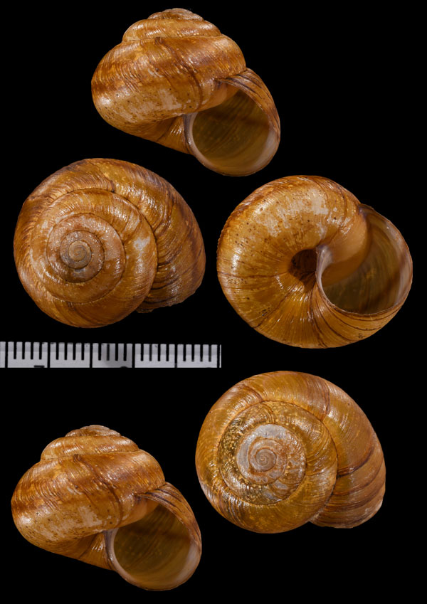 エリーエンザガイ Anguispira kochi small