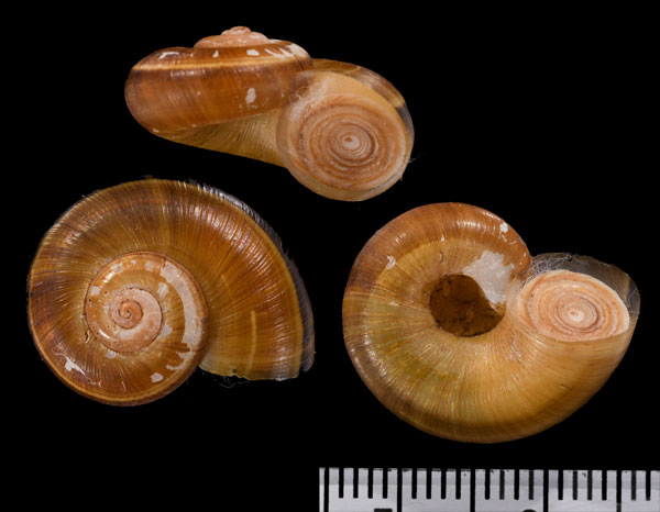 フルトンヤマタニシ (仮称) Aperostoma fultoni small