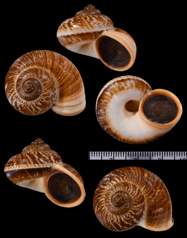 ハチマキヤマタニシ Cyclophorus involutus small