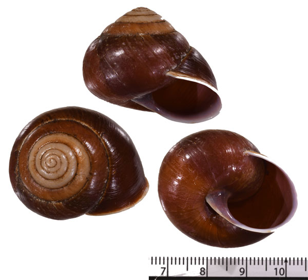 カーチスマガリマイマイ Thersites incei curtisianus small