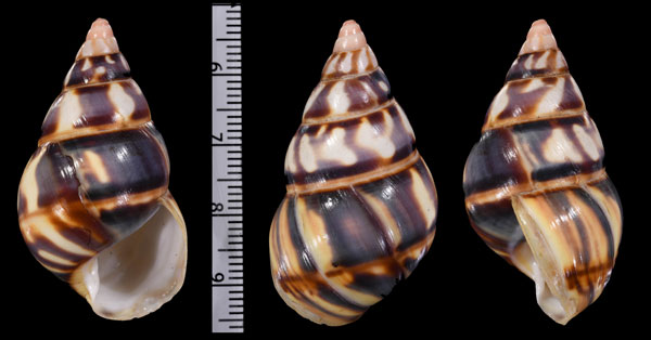 イロガワリベッコウイトヒキマイマイ (仮称) Liguus fasciatus versicolor small
