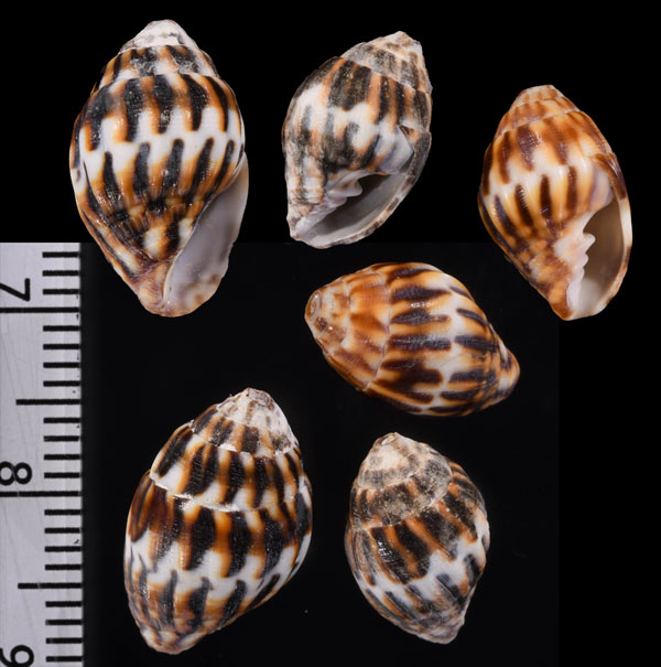 ハデオトメフデ 華美乙女筆 Pusia lautum small
