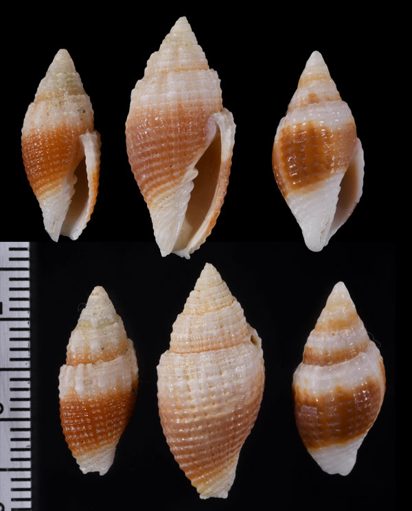 ユキフデ　雪筆 Strigatella lugubris small