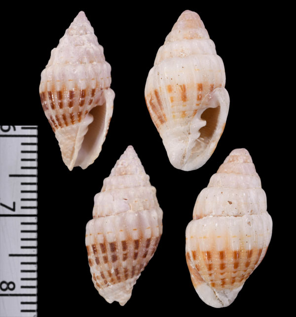 オトメフデガイ 乙女筆貝 Vexillum speciosum small