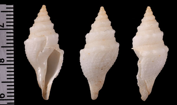 シロシャジク cf. Bathytoma agnata small