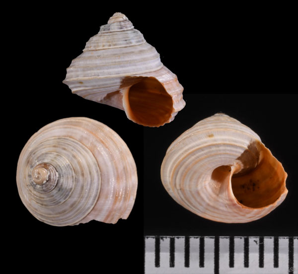 ソコトラヤマタマキビ (仮称) Cinnabarica socotrana socotrana small