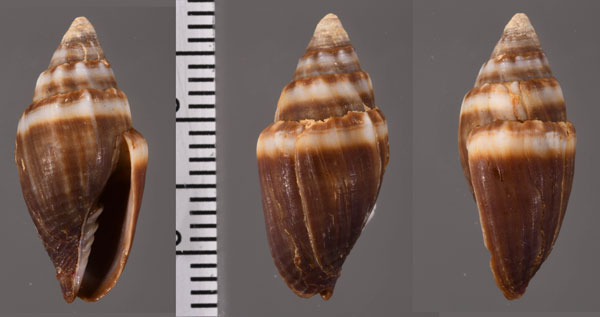 クビカザリヤタテ Strigatella tristis small