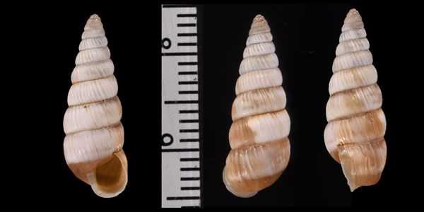 イトカケホソマイマイ Pseudobuliminus potanini small