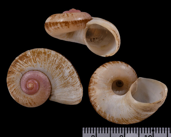 アガシーヤマタニシ (仮称) Aperostoma agassizi small
