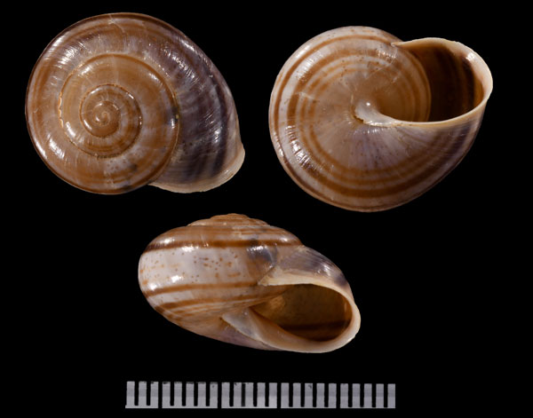 ヒラアラーダコダママイマイ (仮称) Coryda ovumreguli small