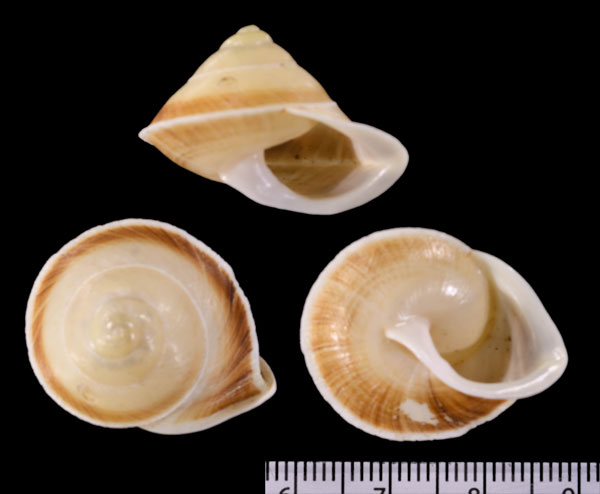 ソロバンダマパプア Rhynchotrochus grata small