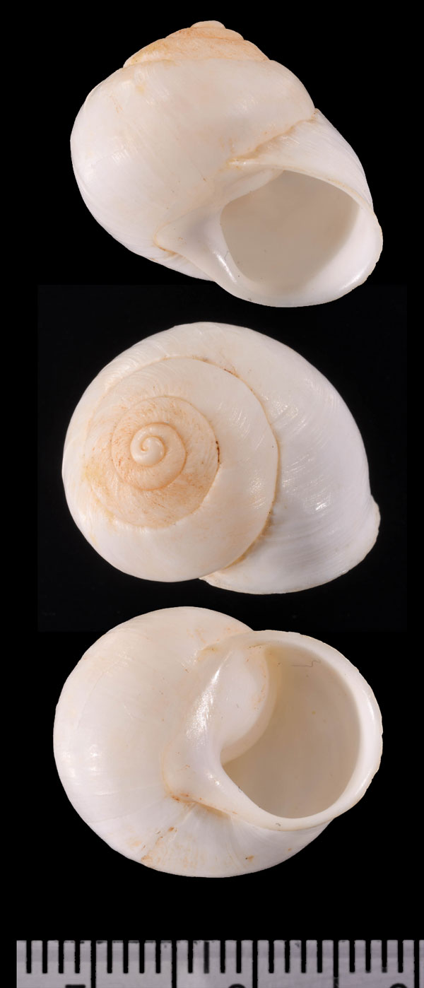 スカリスラオウドマイマイ (仮称) Plectorhagada scolythra small