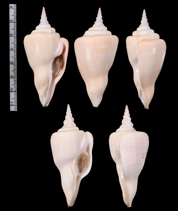 アブサラボラ Cyrtulus serotinus small
