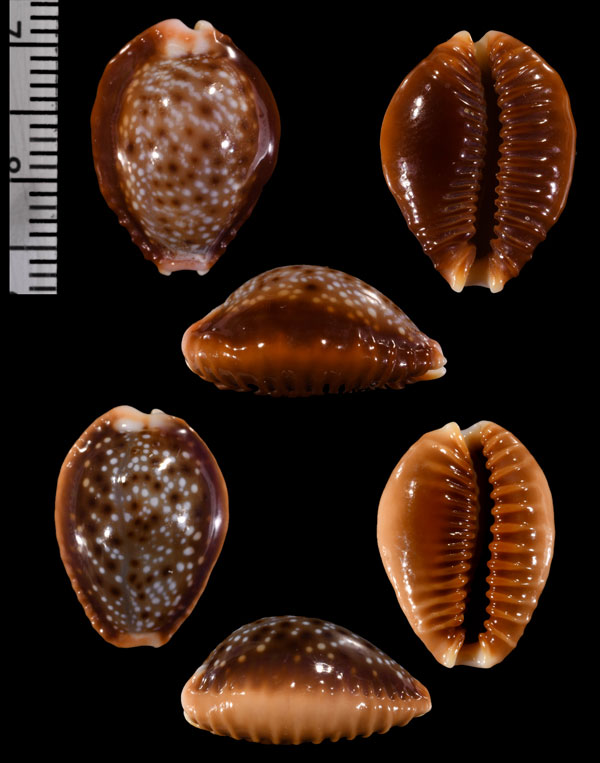 マルケサスカモンダカラ (仮称) Naria helvola bellatrix small