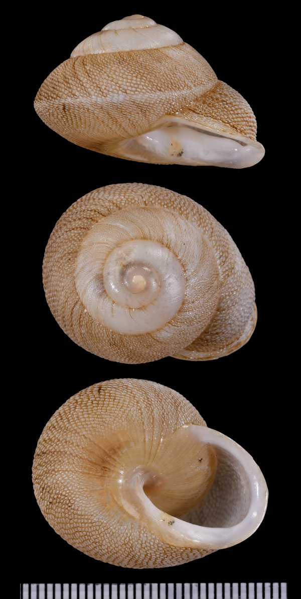 ヤスリシワクチマイマイ Polydontes lima small