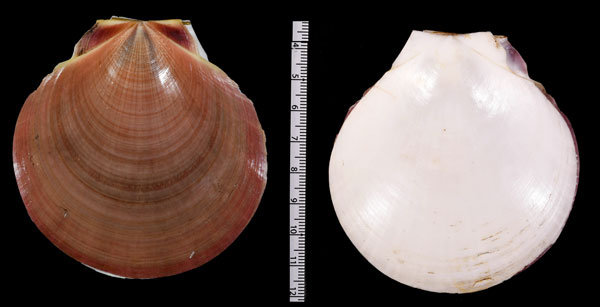 タカサゴツキヒ 高砂月日 Amusium pleuronectes small
