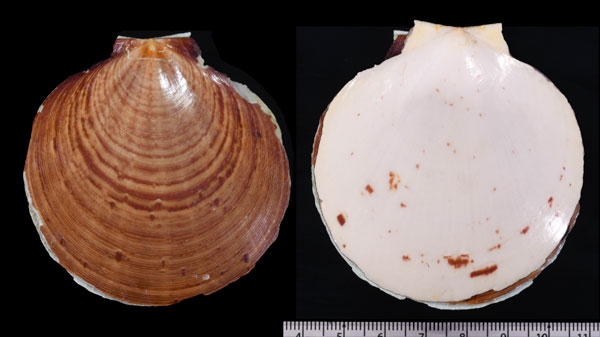 タイワンツキヒガイ 台湾月日貝 Amusium japonicum formosum small