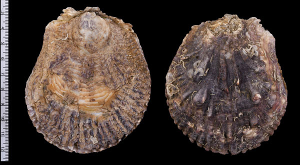 イタボガキ 板甫牡蠣 Ostrea denselamellosa small