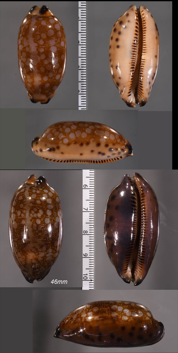 ポリネシアアミメダカラ Mauritia scurra scurra mundula small