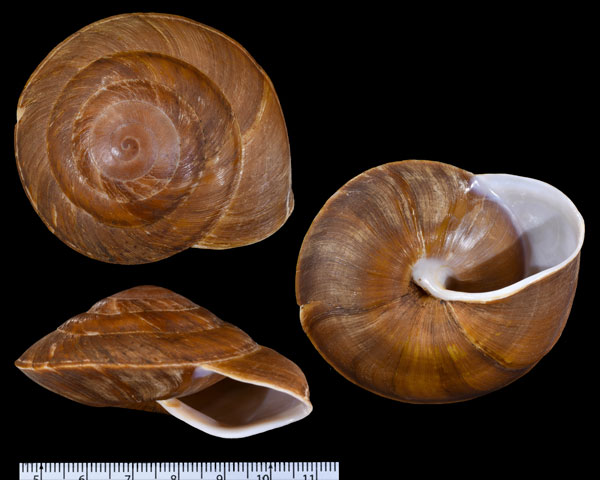 オオココアマイマイ Pleurodonte caracolla small
