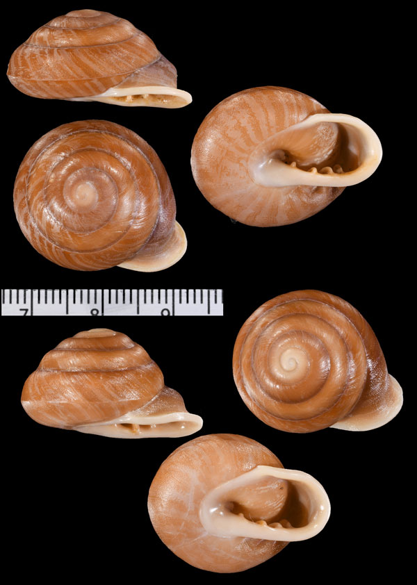 イナズマココアマイマイ Pleurodonte picturata small