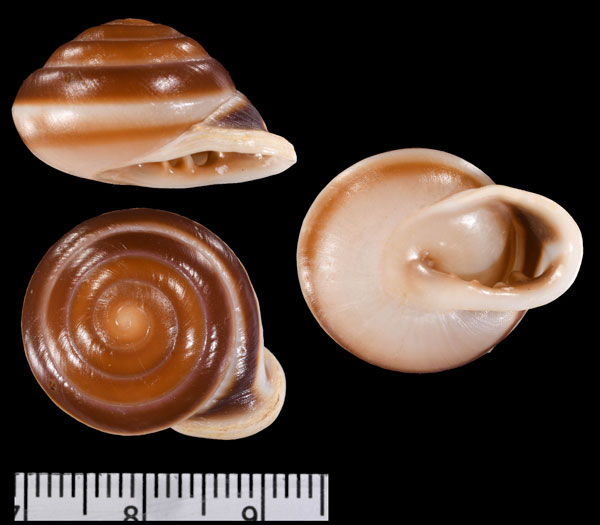 ブロニココアマイマイ (仮称) Pleurodonte bronni small