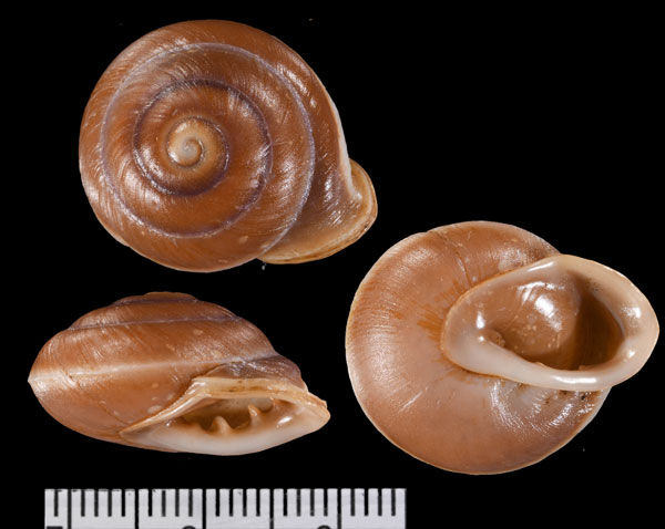インバリダココアマイマイ (仮称) Pleurodonte invalida small