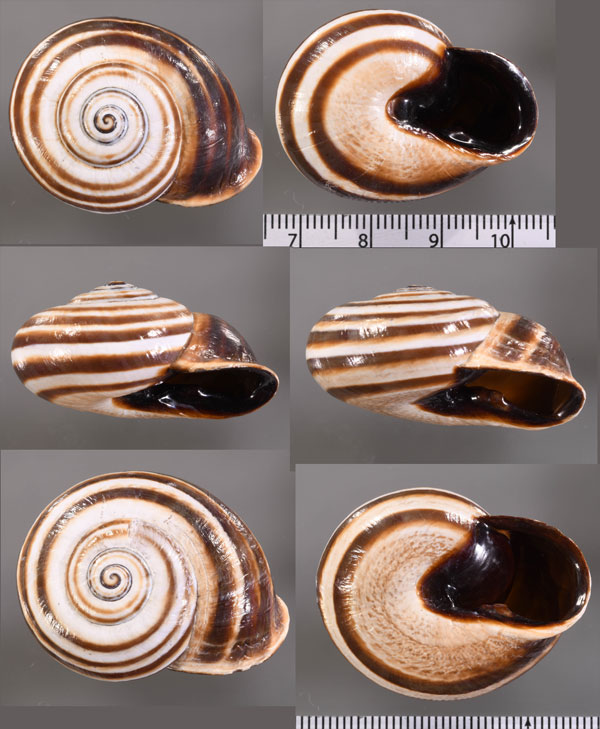 リフェンスサラセンマイマイ (仮称) Otala riffensis small