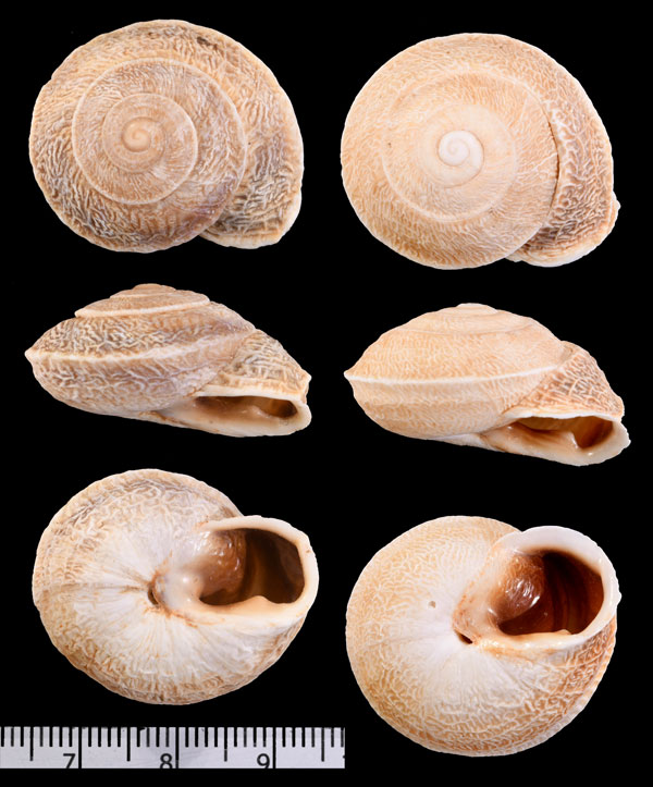 セキコウカサマイマイの一種 Tingitana minetti decussata small