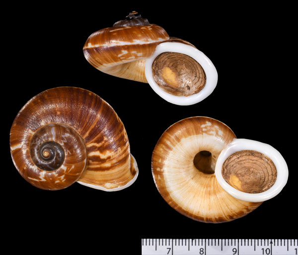 ゼブラヤマタニシ Cyclophorus zebrinus small