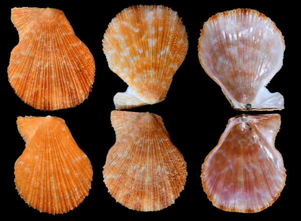 ナタールニシキ Chlamys tincta small