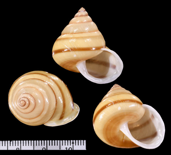ミスジパプア Papuina mendana small
